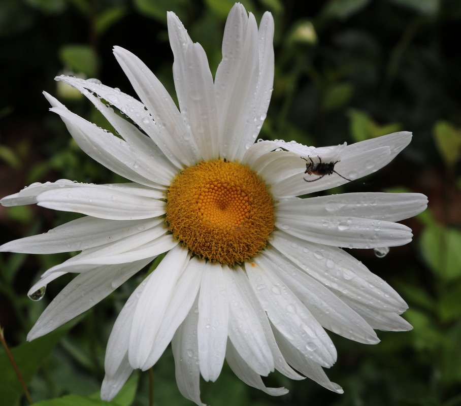 Image of Leucanthemum maximum specimen.