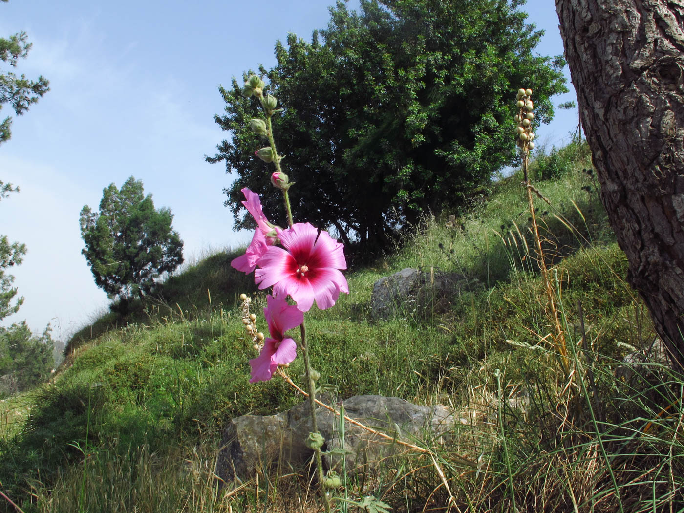 Изображение особи Alcea setosa.