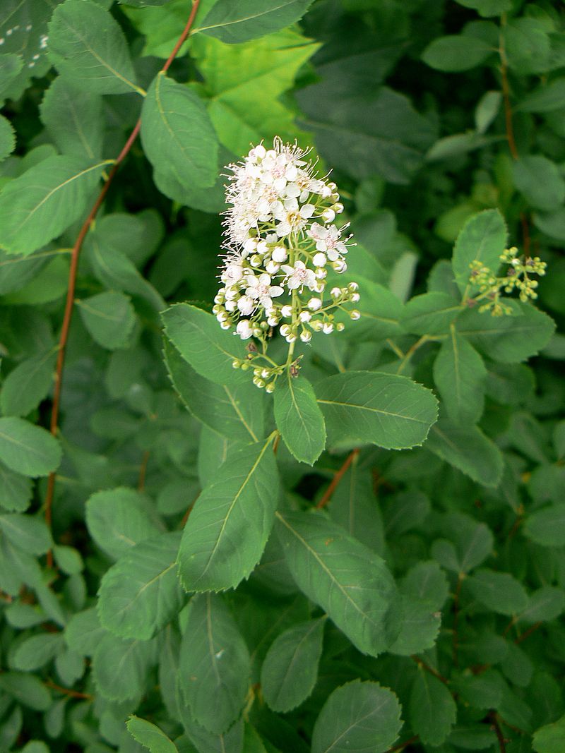 Image of genus Spiraea specimen.