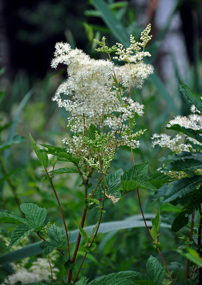 Image of Filipendula ulmaria specimen.