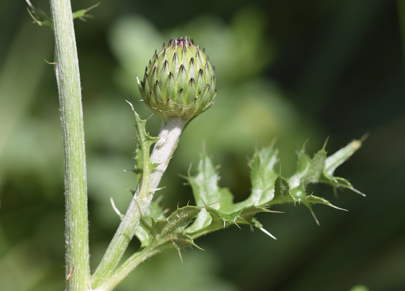 Image of Cirsium tuberosum specimen.