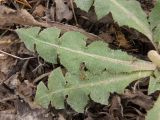 Taraxacum serotinum. Листья. Украина, г. Запорожье, восточная окраина, долина р. Мокрая Московка, левый берег, разнотравная степь недалеко от железнодорожного моста. 10.10.2020.