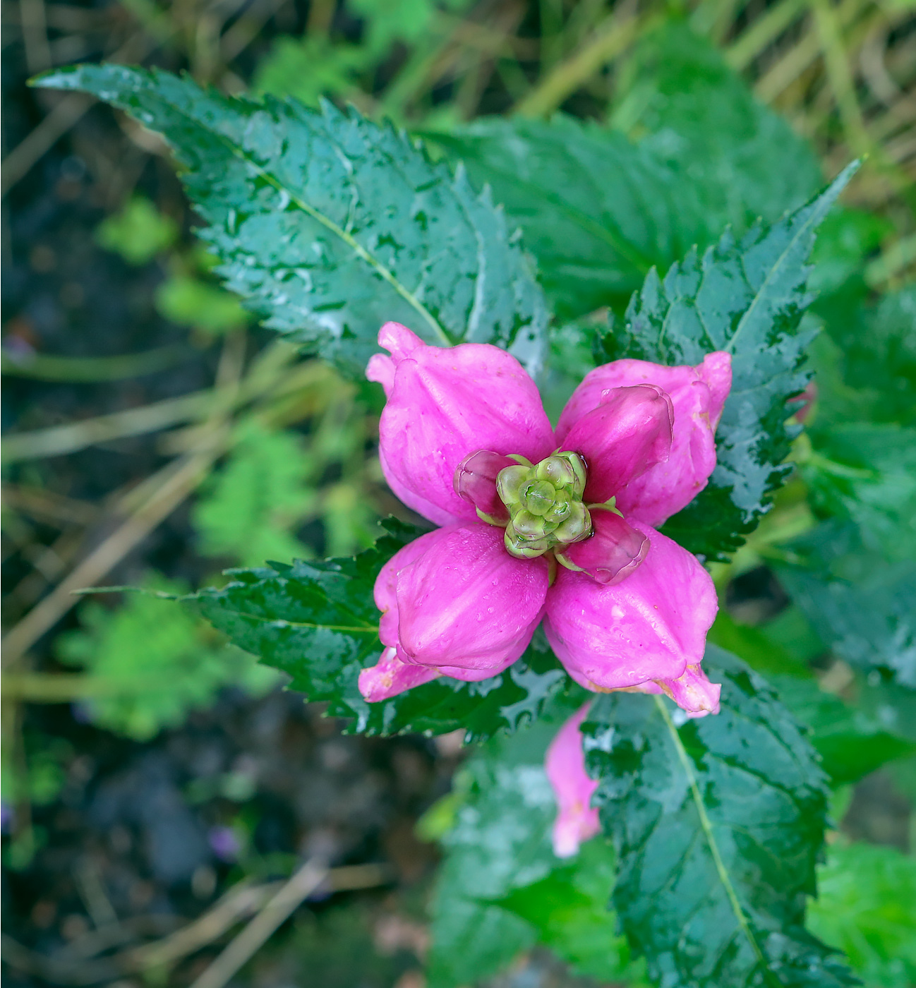 Изображение особи Chelone obliqua.