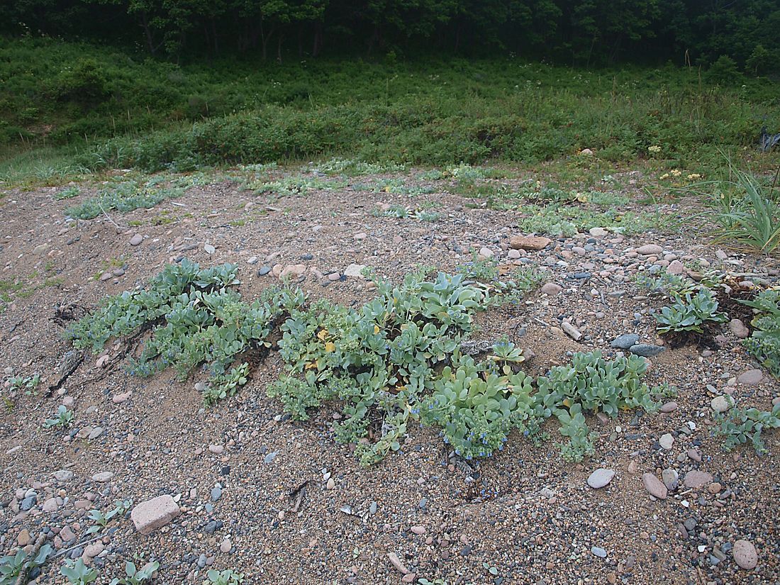 Изображение особи Mertensia maritima.