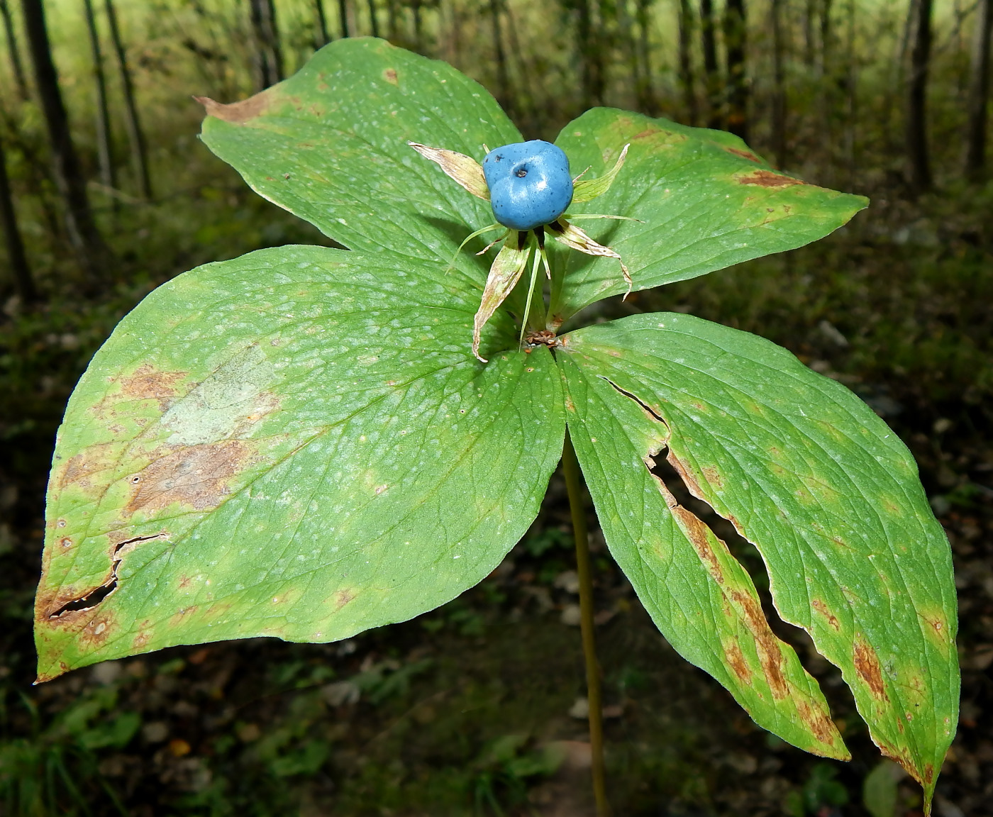 Изображение особи Paris quadrifolia.