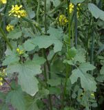 Sinapis alba
