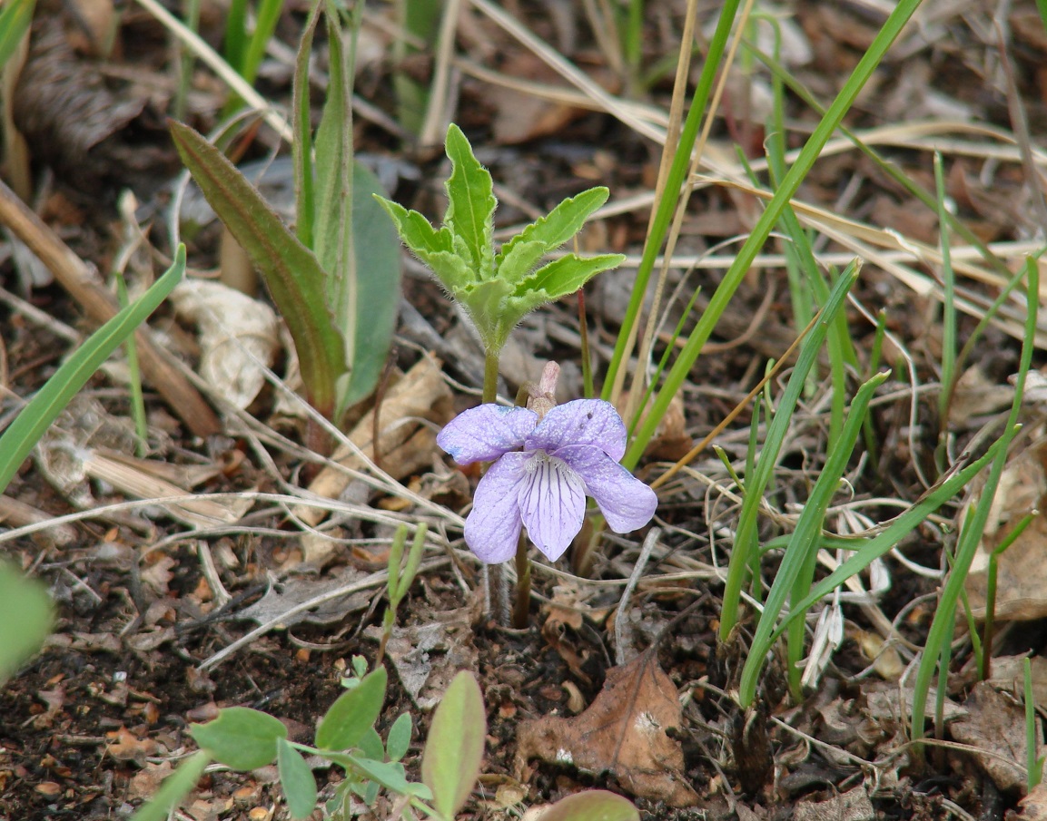 Image of Viola dactyloides specimen.