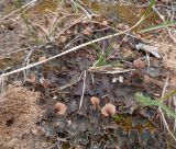 genus Peltigera
