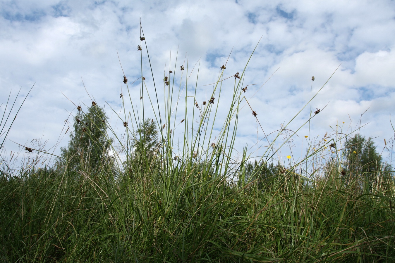 Изображение особи Juncus effusus.