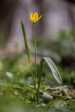 Tulipa biebersteiniana