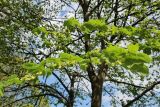 Ulmus glabra