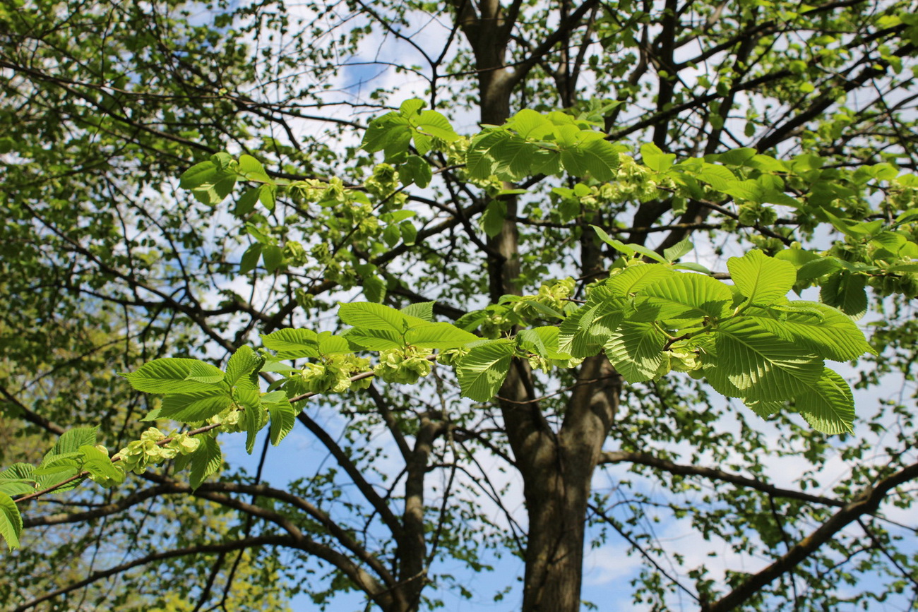 Изображение особи Ulmus glabra.