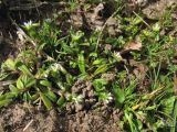 Cerastium semidecandrum
