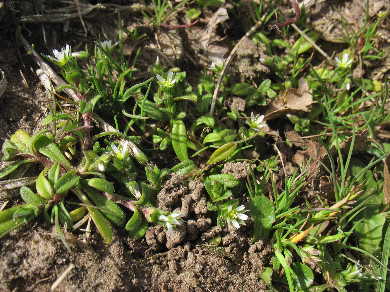 Изображение особи Cerastium semidecandrum.