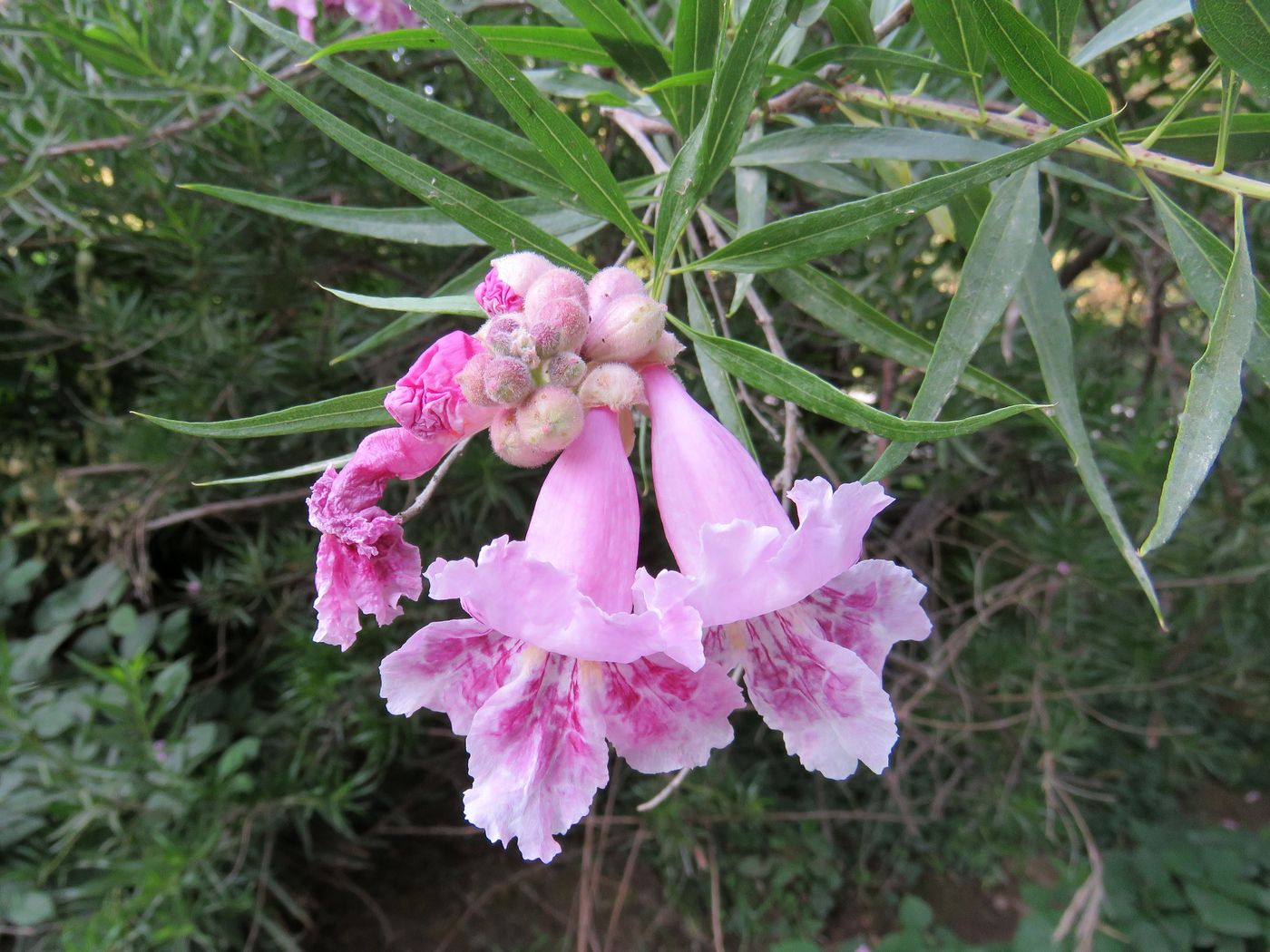 Image of Chilopsis linearis specimen.
