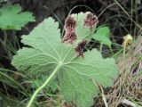 Geranium platypetalum. Лист (вид снизу), поражённый ржавчинным грибом (вероятно, Puccinia leveillei). Кабардино-Балкария, Эльбрусский р-н, окр. с. Нейтрино, ок. 1850 м н.у.м., редколесье. 09.07.2020.