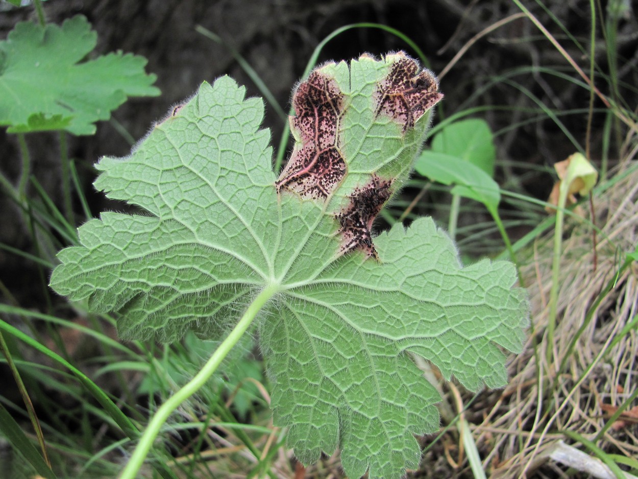 Изображение особи Geranium platypetalum.