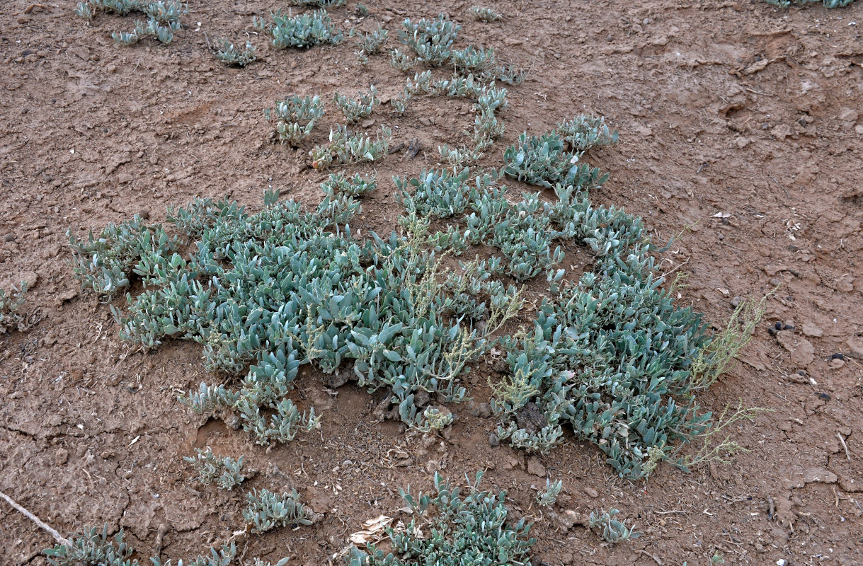 Image of Halimione verrucifera specimen.