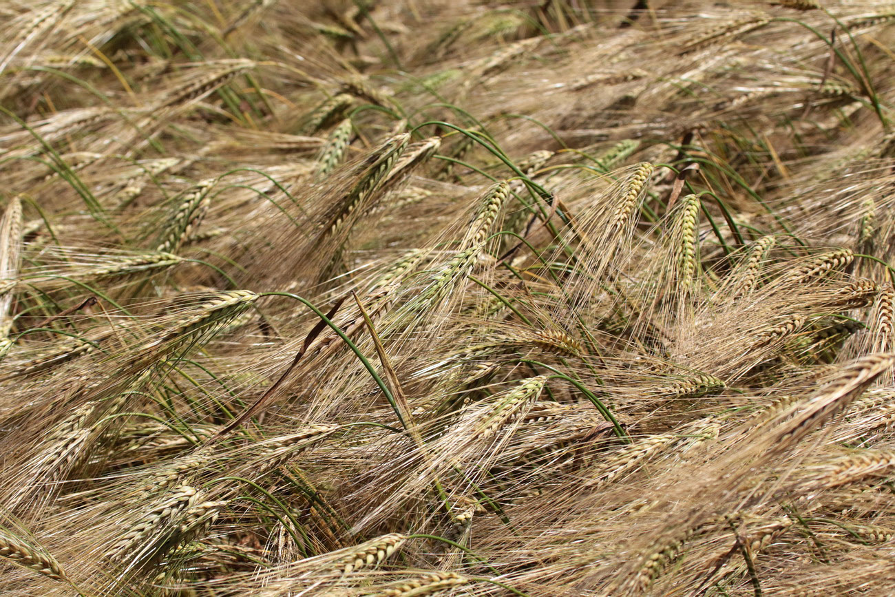 Image of Hordeum vulgare specimen.