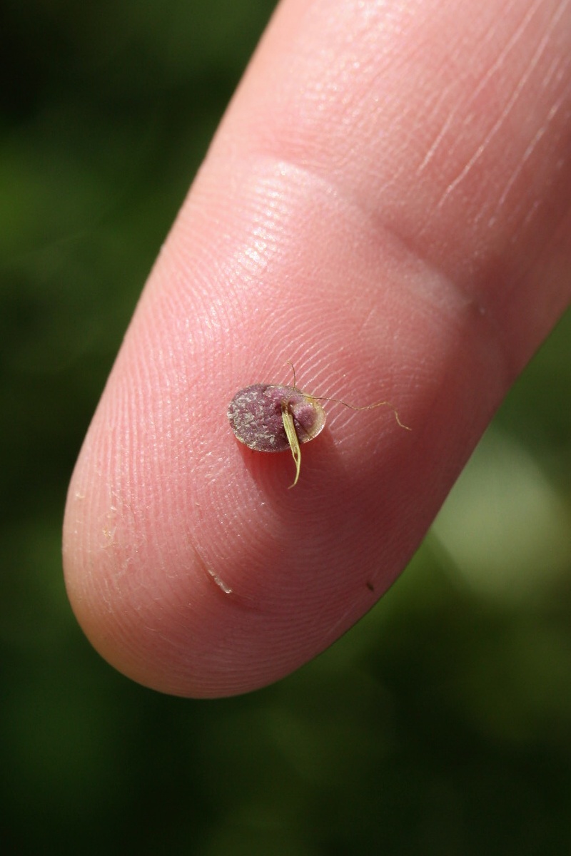 Image of Spirodela polyrhiza specimen.