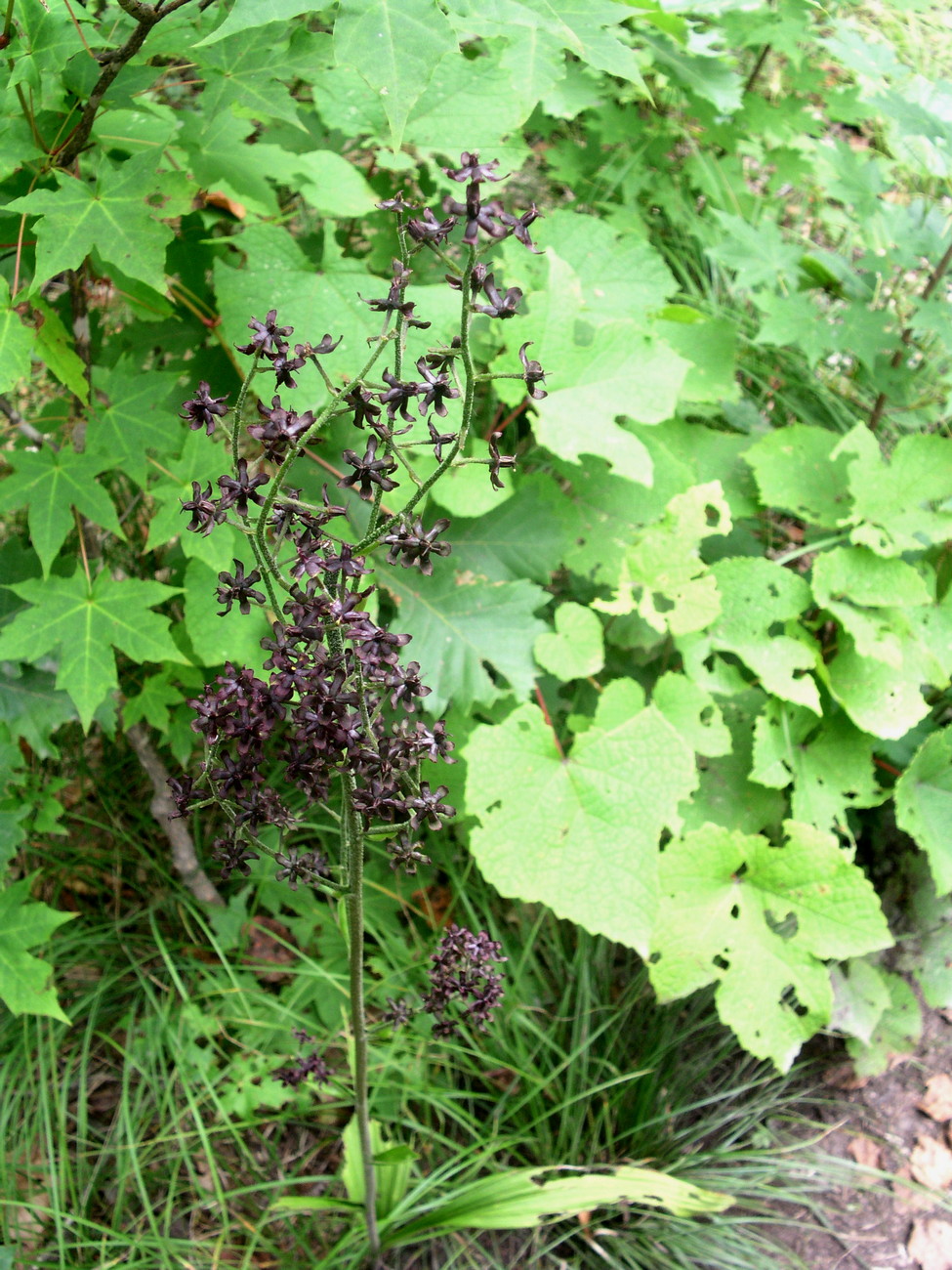 Image of Veratrum maackii specimen.