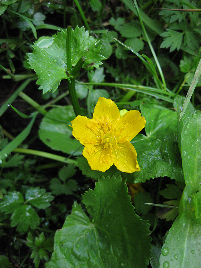 Изображение особи Caltha palustris.