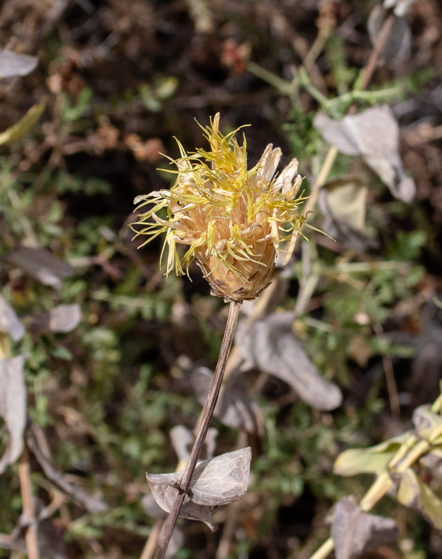 Изображение особи Klasea cerinthifolia.