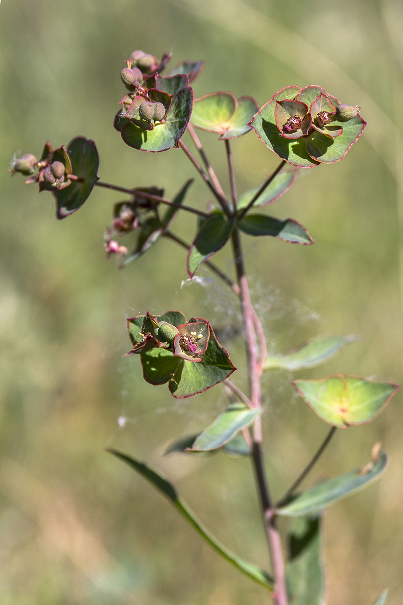 Изображение особи род Euphorbia.