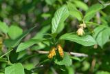 Lonicera involucrata. Соцветия и листья. Санкт-Петербург, Петроградский р-н, Ботанический сад им. Петра Великого, в культуре. 29.05.2021.