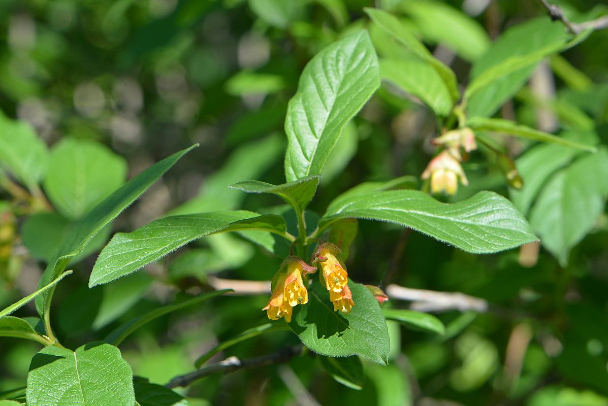 Изображение особи Lonicera involucrata.