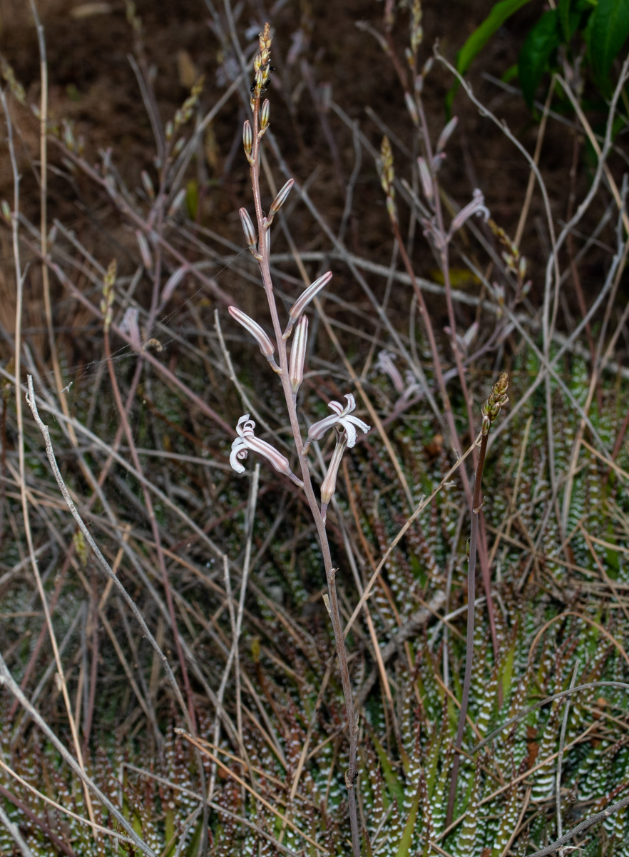 Изображение особи Haworthiopsis attenuata.