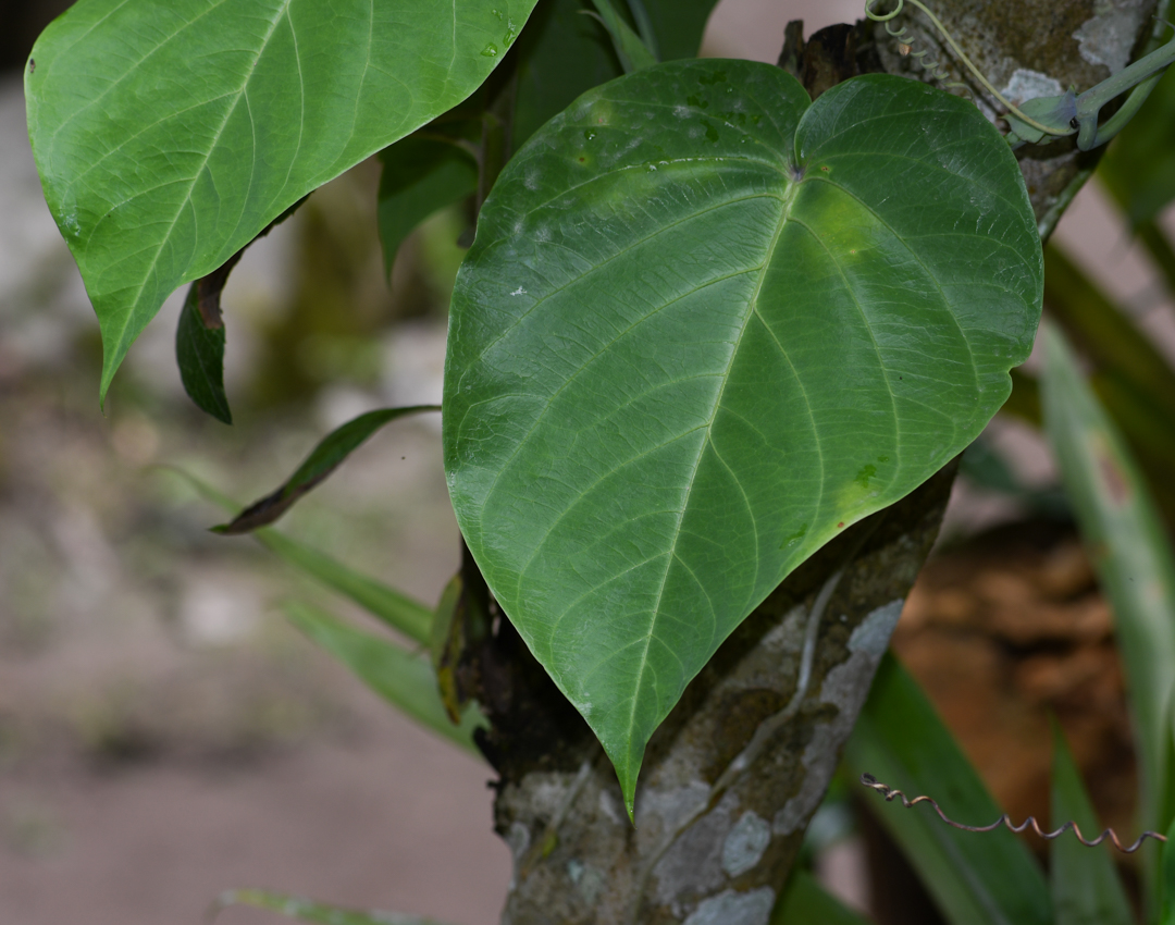 Изображение особи Passiflora ligularis.