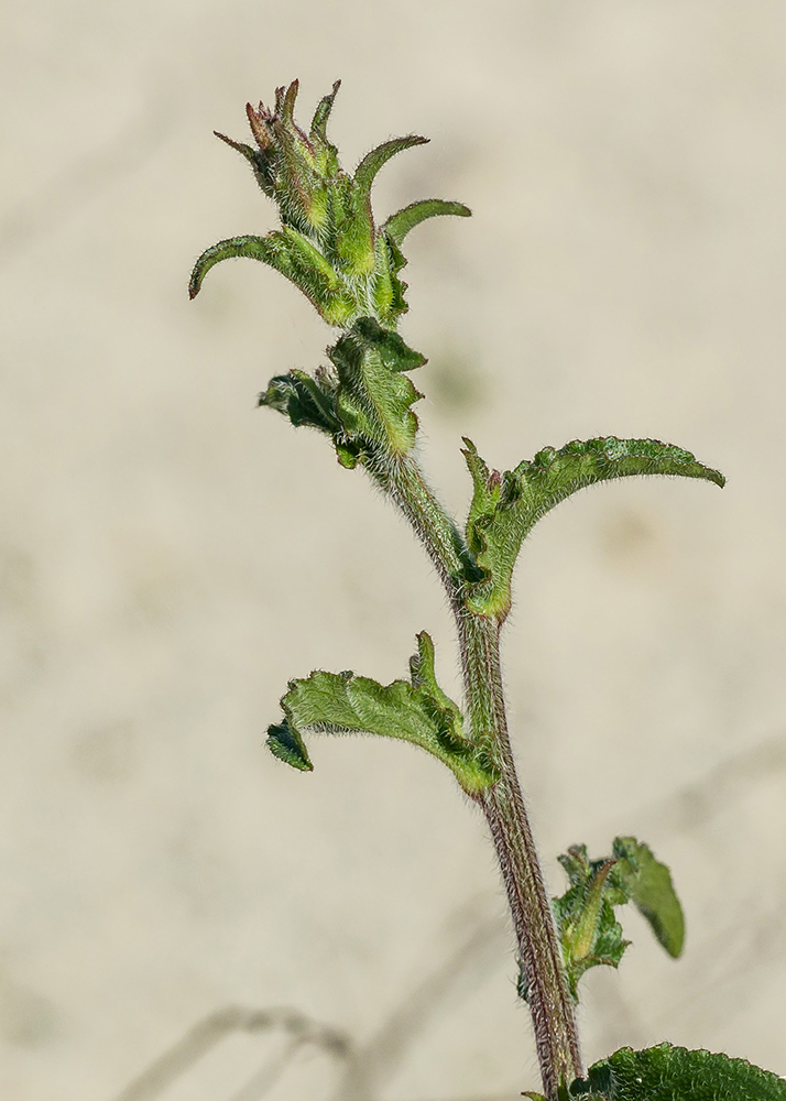 Изображение особи Campanula praealta.