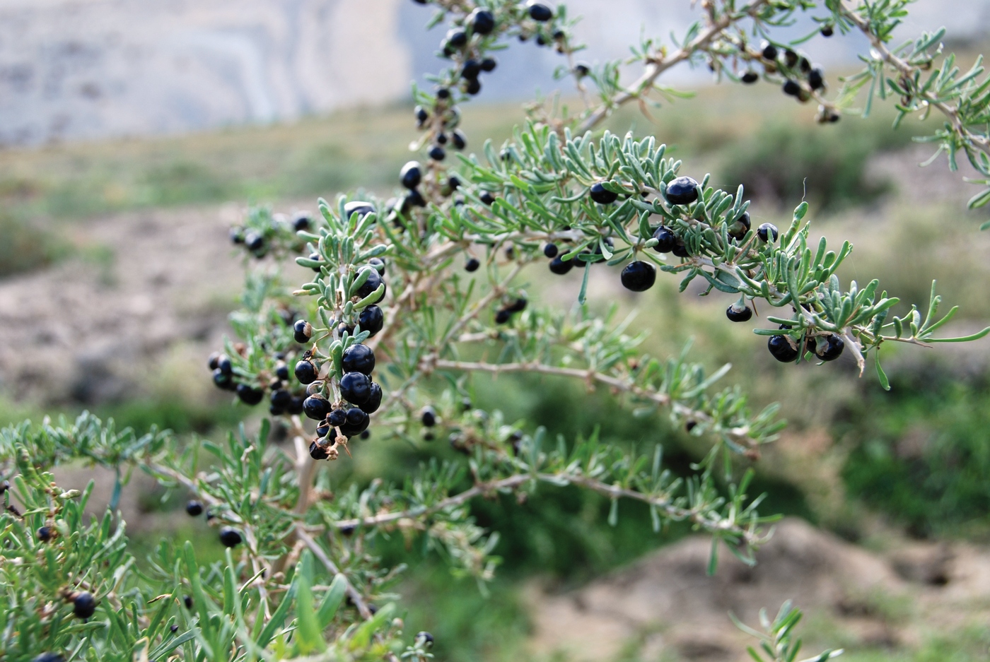 Изображение особи Lycium ruthenicum.