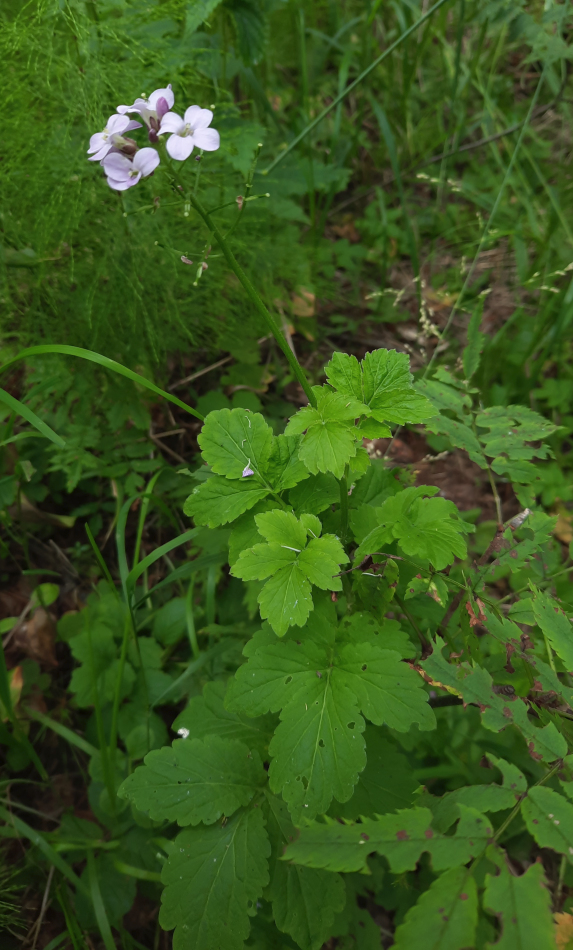 Image of Cardamine macrophylla specimen.