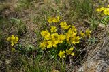 Ranunculus polyrhizos. Цветущее растение. Челябинская обл., Троицкий р-н, Троицко-Совхозное сельское поселение, окр. пос. Скалистый, долина р. Уй, каменистый склон прибрежного скальника, степь. 4 мая 2021 г.