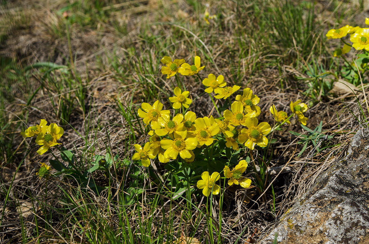 Image of Ranunculus polyrhizos specimen.