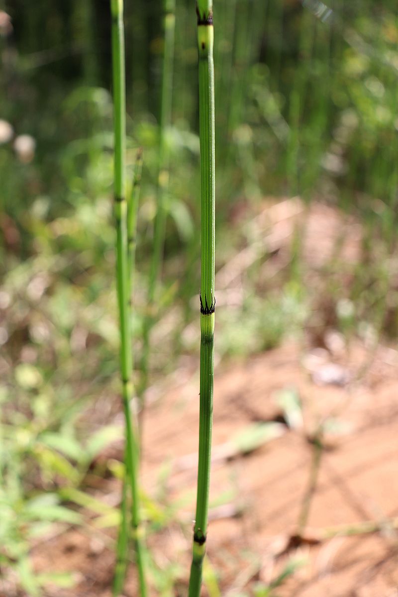 Image of Equisetum hyemale specimen.