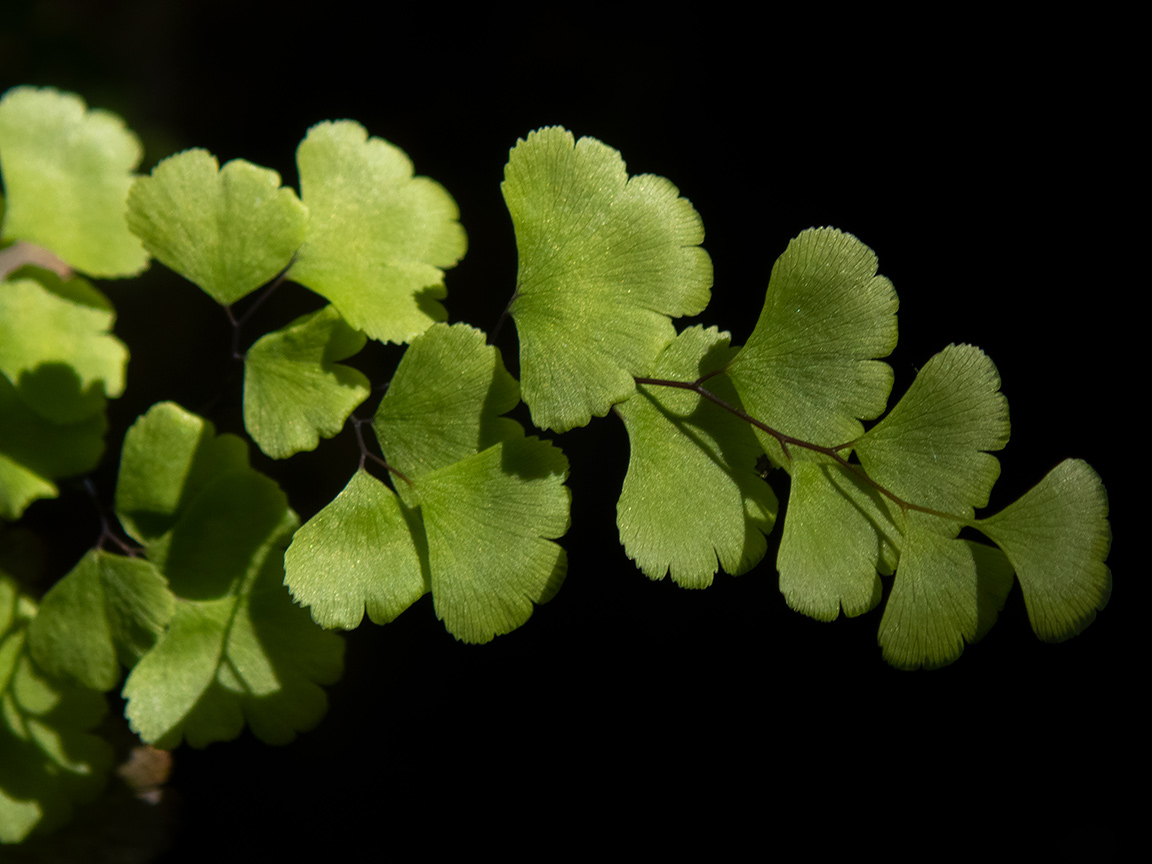 Изображение особи Adiantum capillus-veneris.