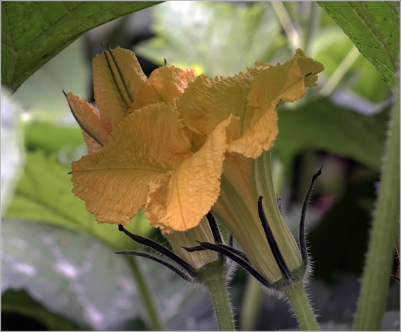 Image of Cucurbita pepo specimen.