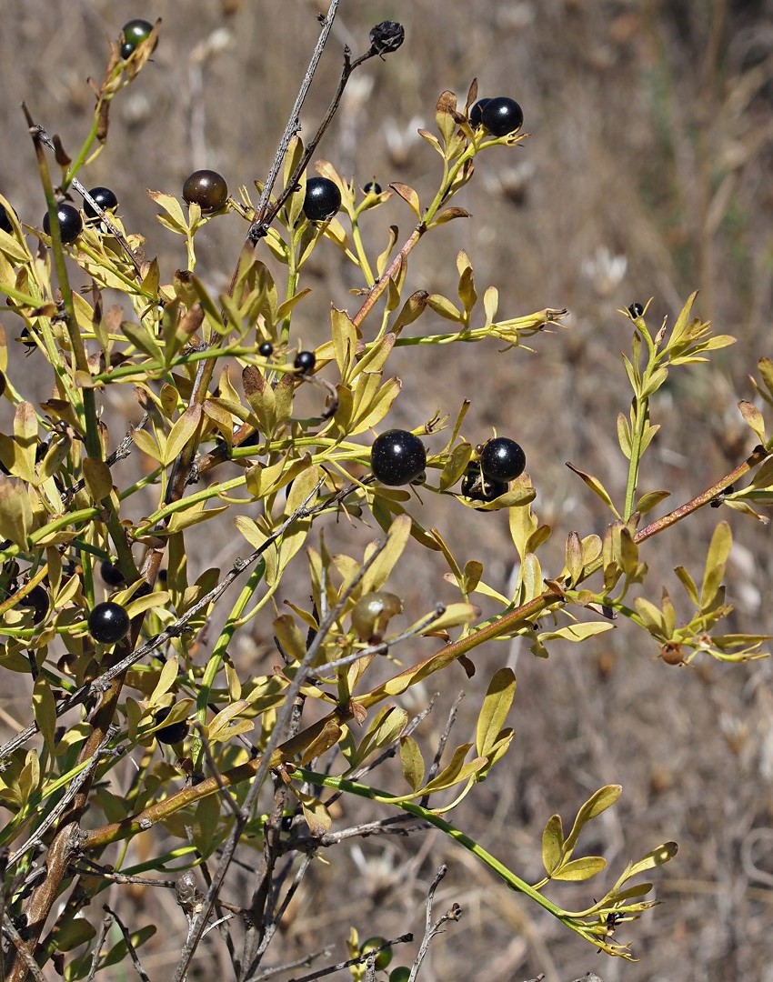 Image of Jasminum fruticans specimen.