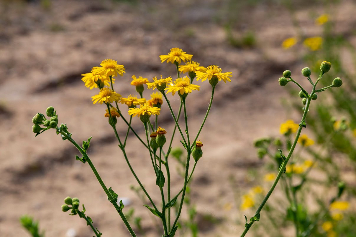 Изображение особи Heterotheca subaxillaris.