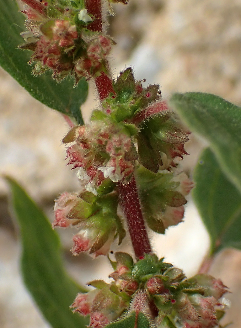 Image of Parietaria judaica specimen.