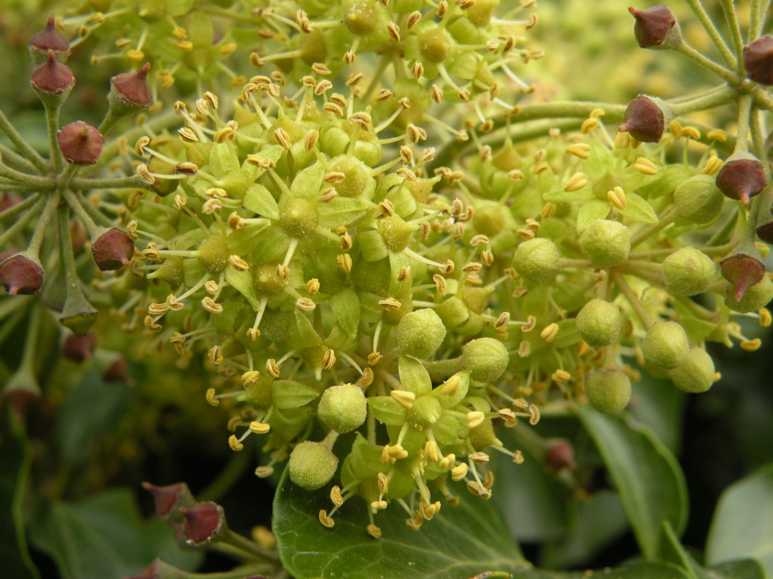 Image of Hedera helix specimen.