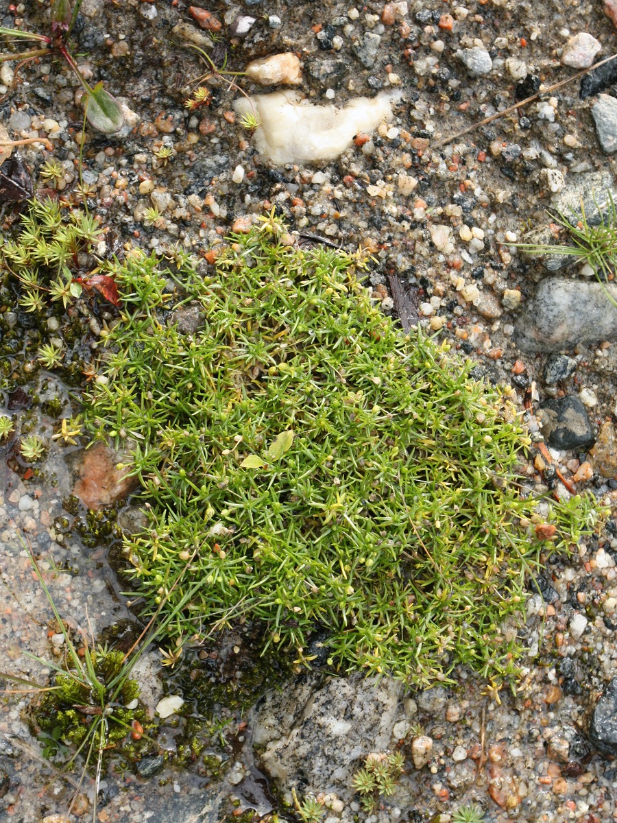 Image of Sagina procumbens specimen.