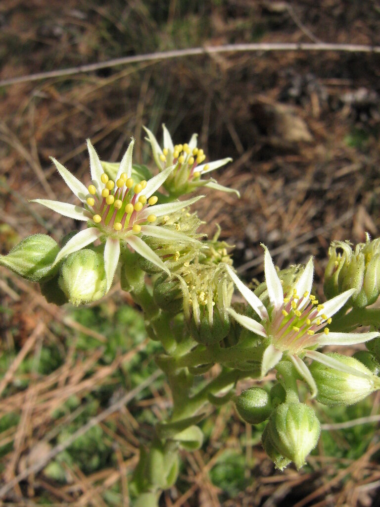 Изображение особи Sempervivum zeleborii.