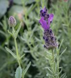 Lavandula stoechas