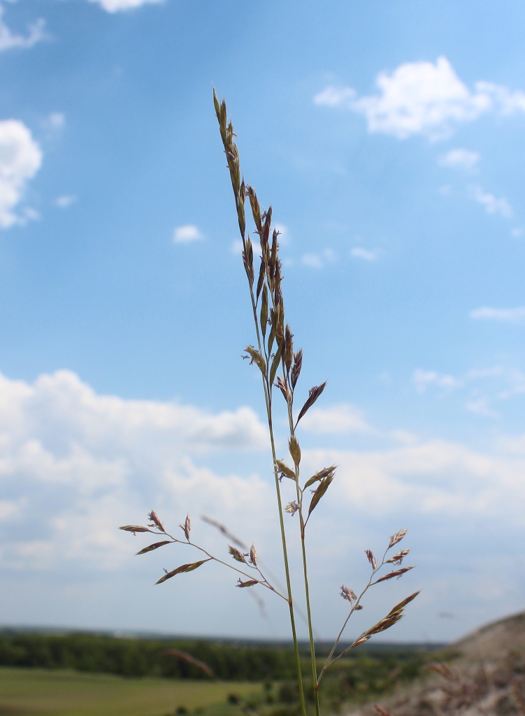 Изображение особи Festuca cretacea.