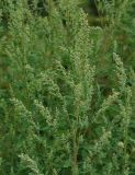 Chenopodium album