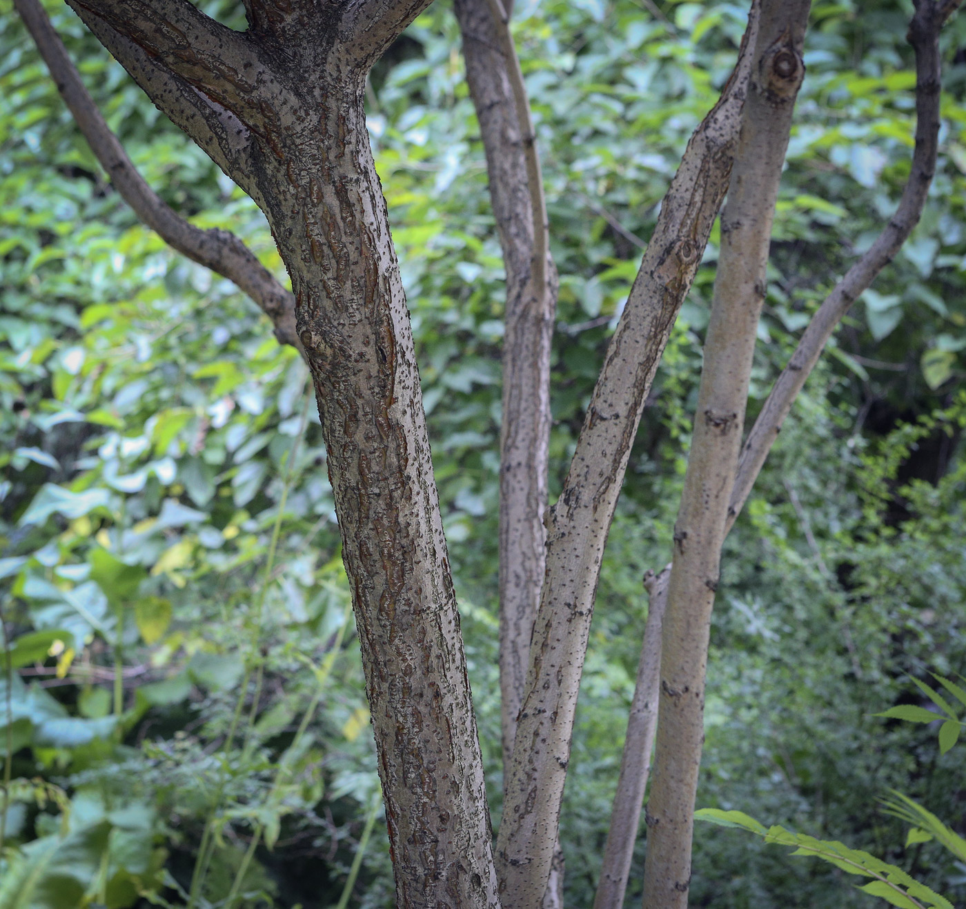 Image of Rhus typhina specimen.